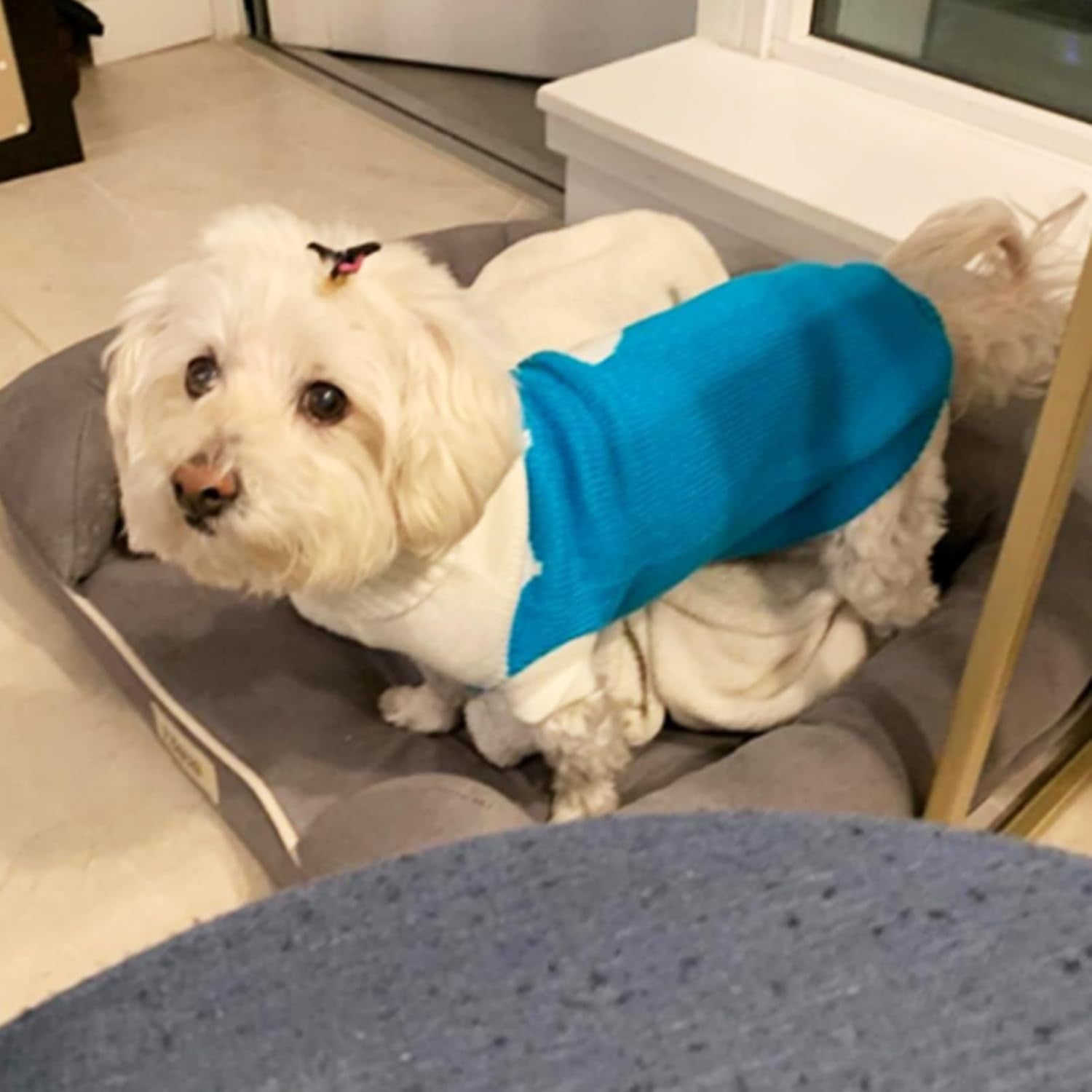 Classic Knit Turtleneck Dog Sweater for Winter - Cute Strawberry and Heart Design in Sky Blue, XX-Small